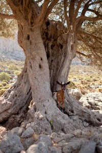 Goat chilling out under a tree on the approach to the Grande Grotta.