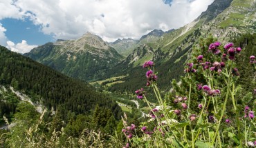 Swiss Alps Majola